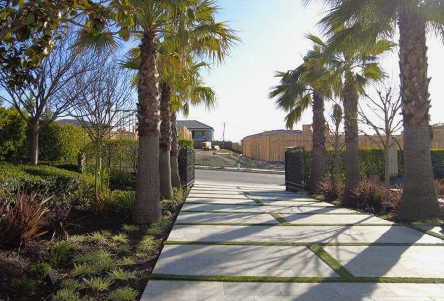 A sunlit pathway lined with palm trees.